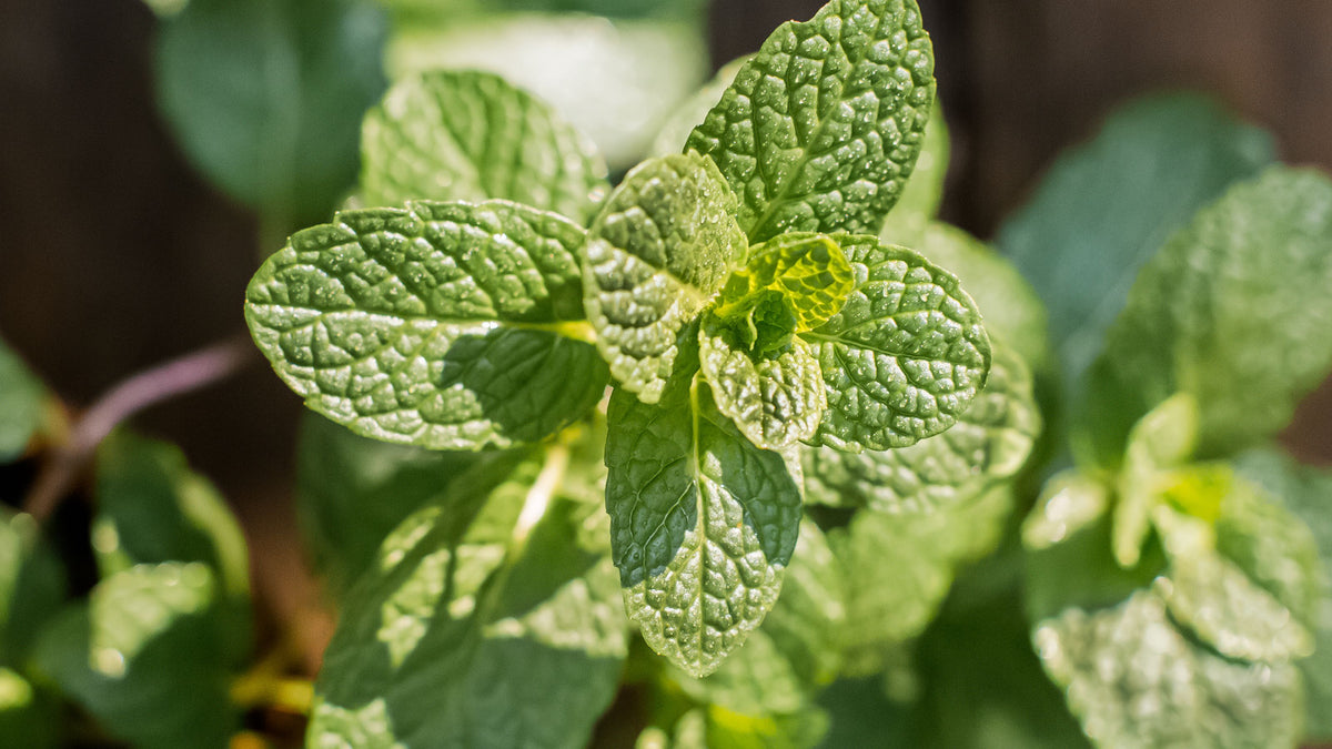 Orange Mint Herb Seeds for Planting – Heirloom, Non-GMO Seeds with Rich Aroma for Lush Gardens