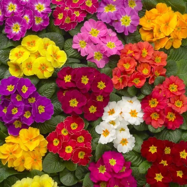 Mixed Colour Primula Flower Seeds for Planting – Heirloom, Non-GMO, High Germination Organic Garden Seeds