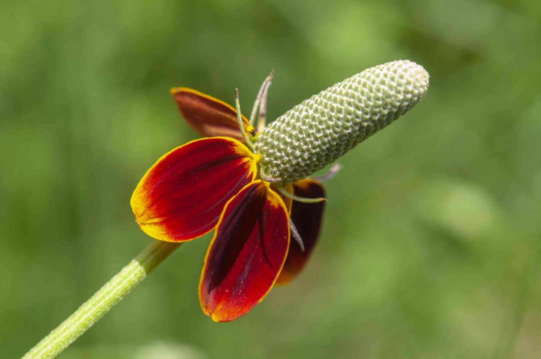 Mexican Hat WildFlower Seeds for Planting – Heirloom, Non-GMO, High Germination Organic Garden Seeds