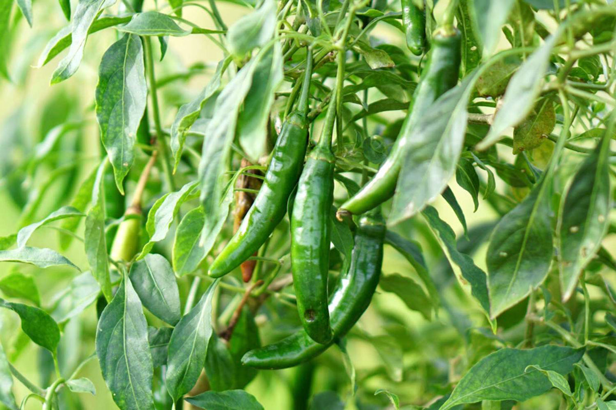 Chili Seeds for Planting – Heirloom Non-GMO Organic Garden Seeds – Spicy, Reliable Variety for Home Growers