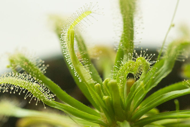 Light Green Sundew Flower Seeds for Planting – Heirloom Variety, Non-GMO, High Germination