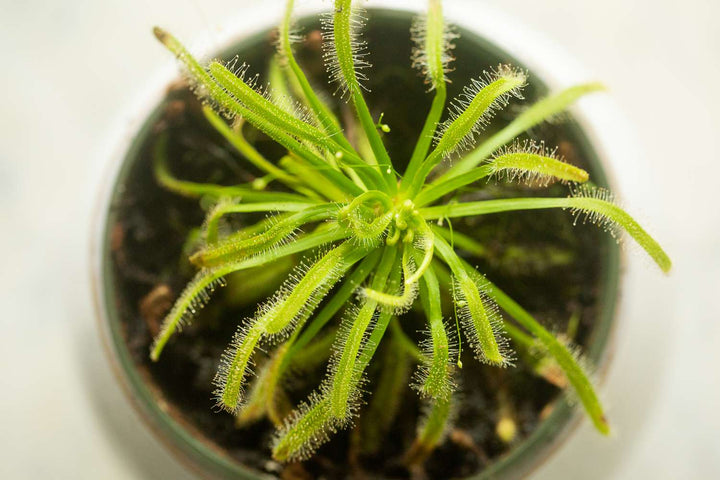 Green Hardy Sundew Flower Seeds for Planting – Heirloom Non-GMO, High Germination Organic Garden Seeds