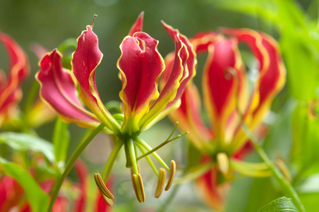 Yellow Red Gloriosa Superba Flower Seeds for Planting – Heirloom Non-GMO, High Germination Organic Garden Seeds