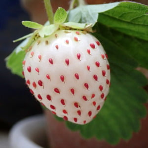 White Strawberry Fruit Seeds for Planting – Heirloom, Non-GMO Seeds for Rare Berry Garden Delights