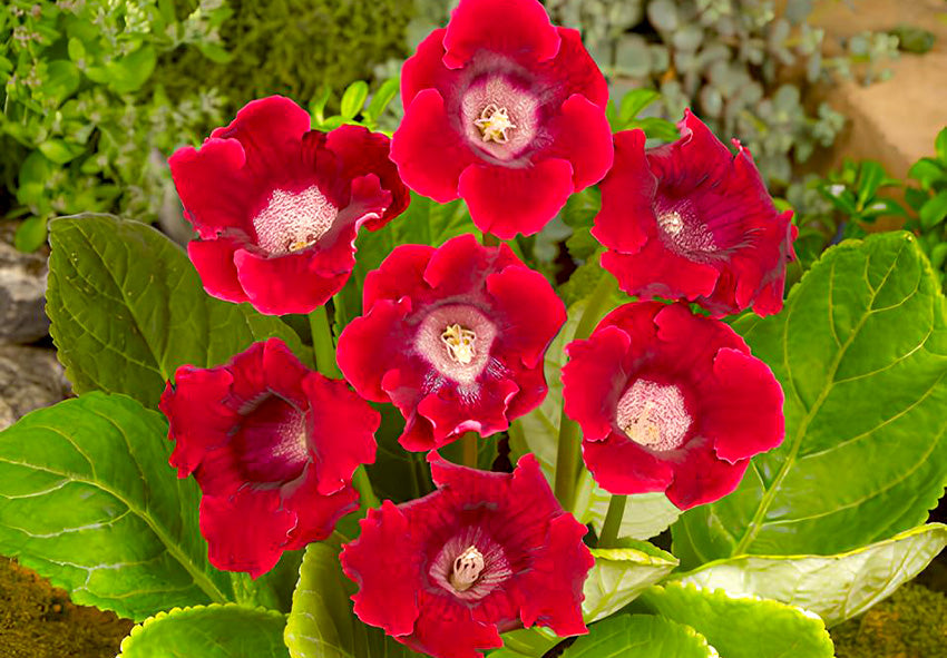 Dark Red Yellow Gloxinia Flower Seeds for Planting – Heirloom, Non-GMO, Bright Blooms, High Germination