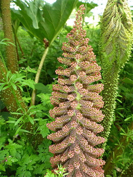 Giant Gunnera Manicata Flower Seeds for Planting – Heirloom, Non-GMO, High Germination Organic Garden Seeds