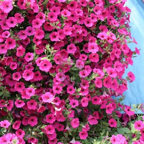 Rose Pink Petunia Hybrida Hanging Flower Seeds for Planting – Heirloom, Non-GMO, High Germination
