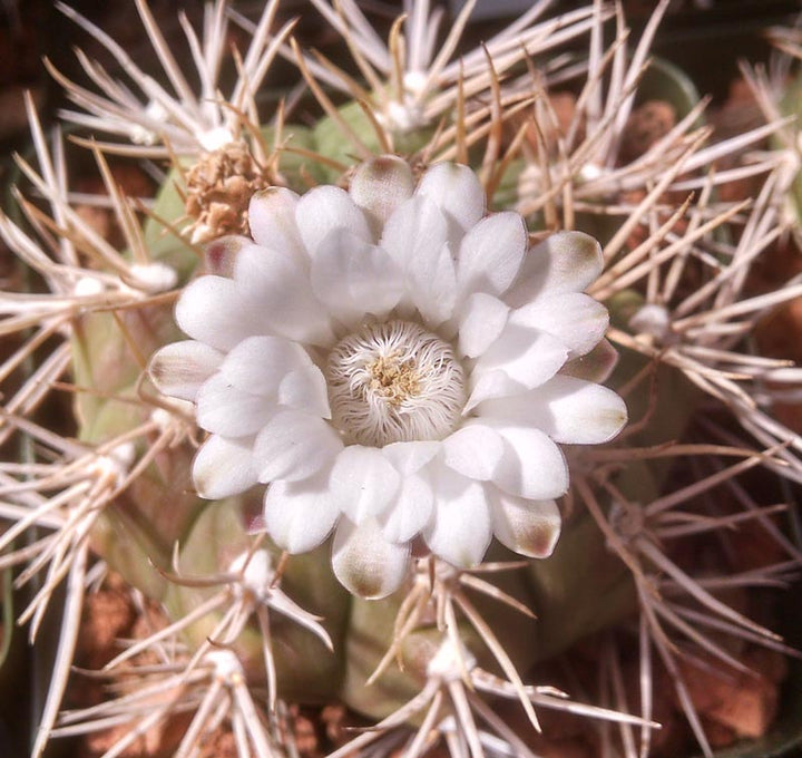 White Gymnocalycium Eurypleurum Flower Seeds for Planting – Heirloom Non-GMO, High Germination Organic Garden Seeds