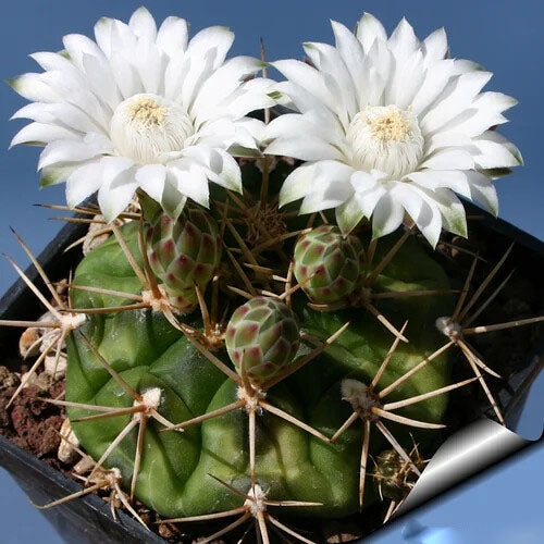White Gymnocalycium Eurypleurum Flower Seeds for Planting – Heirloom Non-GMO, High Germination Organic Garden Seeds