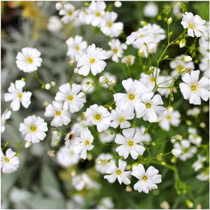 Flower Seeds, Seeds,Seeds For Planting,Plant Seeds
