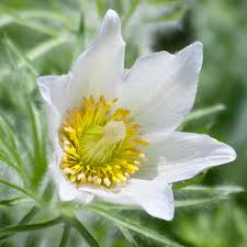 White Pasque Flower Seeds for Planting – Long Bloom Season, Heirloom & Non-GMO Seeds for Home Garden, 100pcs