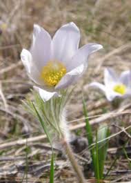 White Pasque Flower Seeds for Planting – Long Bloom Season, Heirloom & Non-GMO Seeds for Home Garden, 100pcs