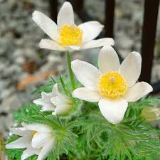 White Pasque Flower Seeds for Planting – Long Bloom Season, Heirloom & Non-GMO Seeds for Home Garden, 100pcs
