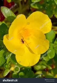 Yellow Linum Flavum Flower Seeds for Planting – Shade Tolerant, Heirloom & Non-GMO Seeds for Home Garden, 100pcs