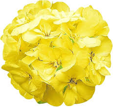 Light Yellow Geraniums Flower seeds for Planting - Compact Growth, Heirloom & GMO Free Seeds for Home Garden, 100pcs