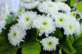 White Green Chrysanthemum Flower Seeds for Planting – Pollinator Friendly, Heirloom & Non-GMO Seeds for Home Garden