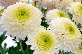 White Green Chrysanthemum Flower Seeds for Planting – Pollinator Friendly, Heirloom & Non-GMO Seeds for Home Garden