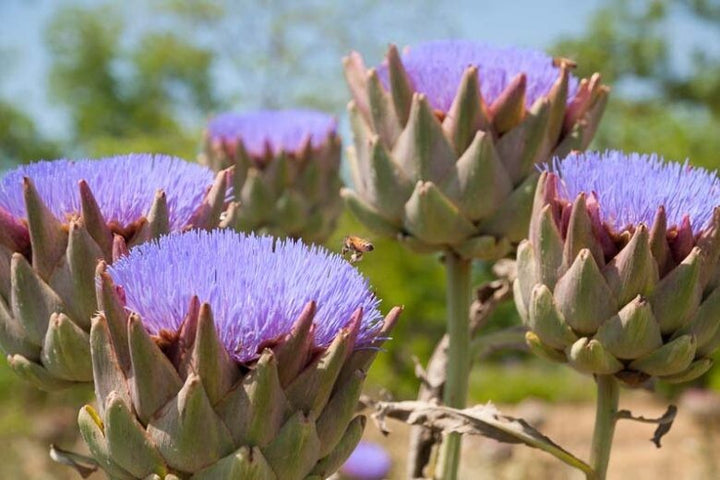Violet Cardunculus Flower Seeds for Planting – Heirloom Non-GMO, High Germination Organic Garden Seeds
