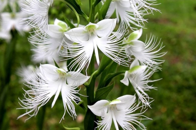 Radiata Orchid Flower Seeds for Planting – Bright Blooms Heirloom Non-GMO Seeds for Home Garden
