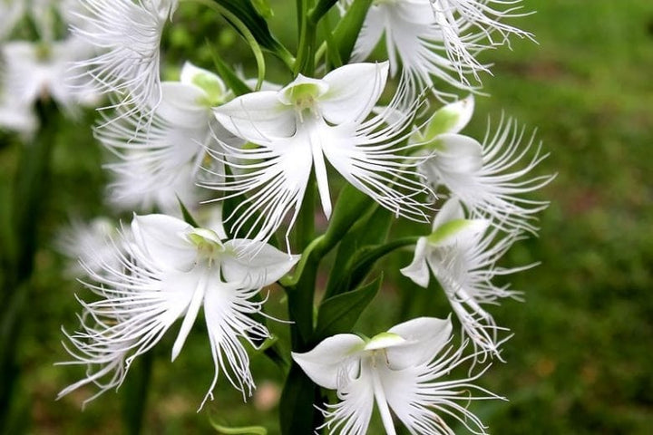 Radiata Orchid Flower Seeds for Planting – Bright Blooms Heirloom Non-GMO Seeds for Home Garden