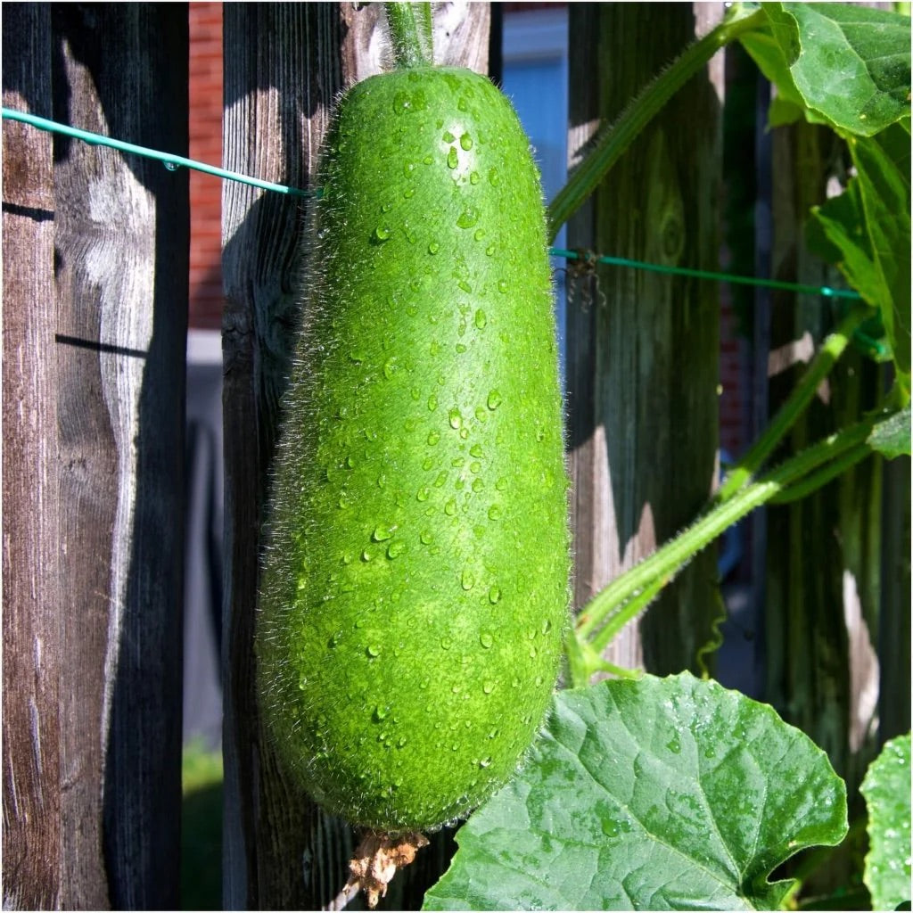 Hairy Gourd Seeds – Heirloom Non-GMO Nutritious Fuzzy Melon Vegetable Seeds for Planting