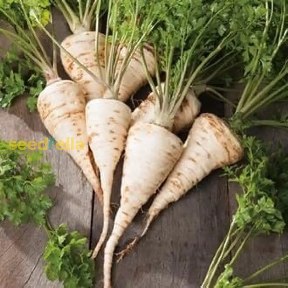 Hamburg Parsley Vegetable Seeds for Planting – Heirloom, Non-GMO Herb Seeds
