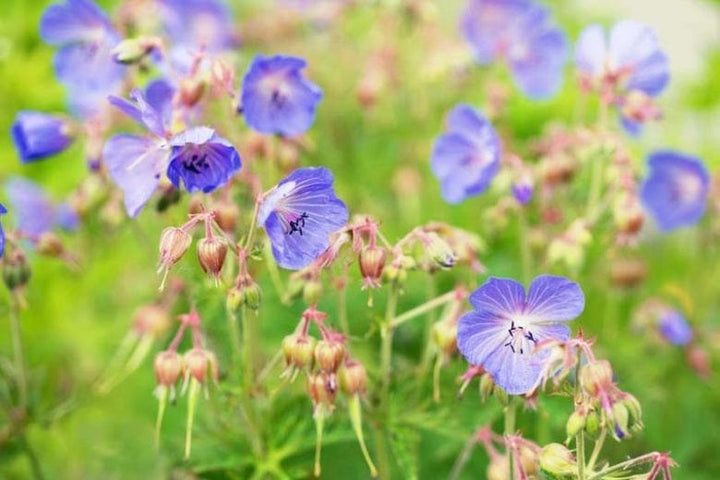 Cranesbill Flower Seeds for Planting | Heirloom Non-GMO High Germination Organic Garden Seeds
