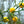 Yellow Citrus Lemon Tree Fruit Seeds for Planting – Heirloom, Non-GMO, Organic Garden Seeds with High Germination