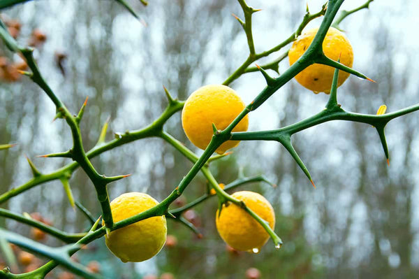 Yellow Citrus Lemon Tree Fruit Seeds for Planting – Heirloom, Non-GMO, Organic Garden Seeds with High Germination