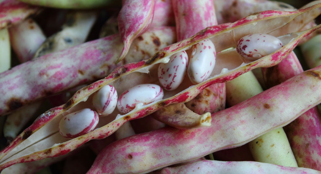 Pink White Pinto Bean Seeds – Heirloom Non‑GMO Nutritious Vegetable Seeds for Planting, Organic Garden Seeds