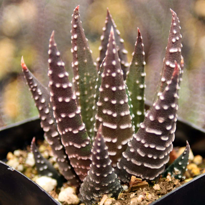 Herb Seeds,Garden seeds, Seeds For Planting,Plant Seeds