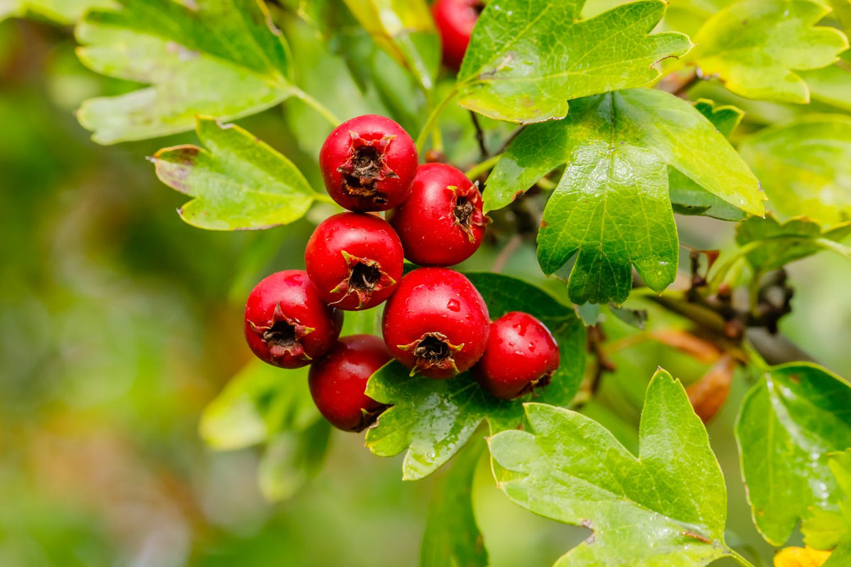 Red Hawthorn Herb Seeds – Heirloom, Non-GMO Essential Seeds for Garden Planting