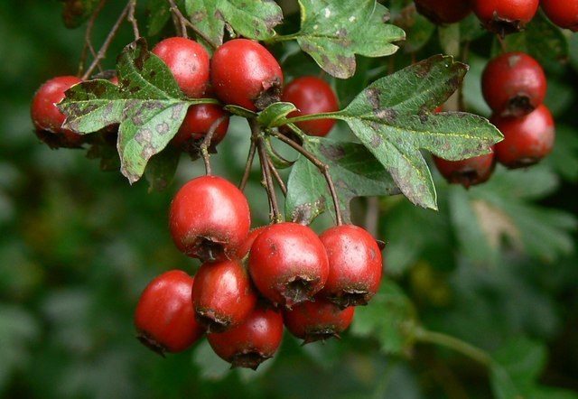 Red Hawthorn Herb Seeds – Heirloom, Non-GMO Essential Seeds for Garden Planting