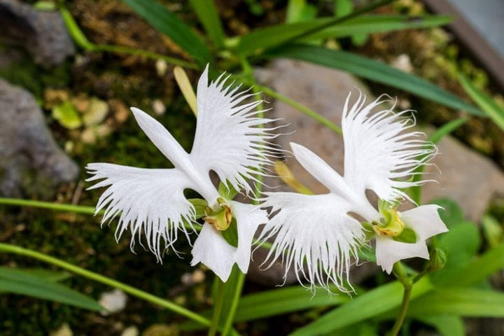 Radiata Orchid Flower Seeds for Planting – Bright Blooms Heirloom Non-GMO Seeds for Home Garden