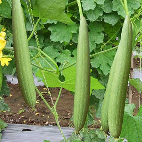 Gourd Seeds – Heirloom Non-GMO Edible and Decorative Vegetable Garden Seeds for Planting