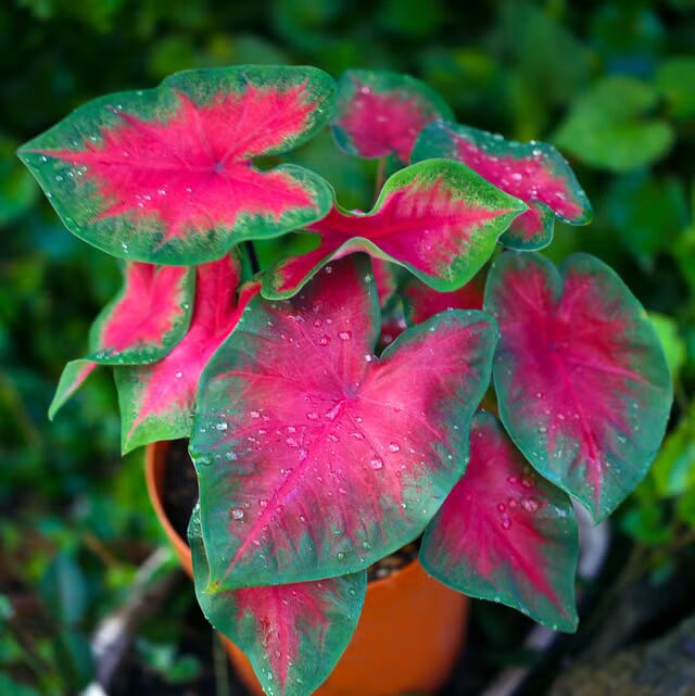 Caladium Flower Seeds for Planting – Vibrant Colors, Heirloom, Non-GMO, High Germination Organic Garden Seeds