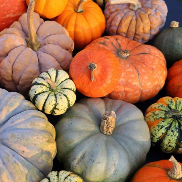 Pumpkin fruit seeds for planting - Heirloom & Non-GMO Garden seeds, hearty pumpkins for fall harvests