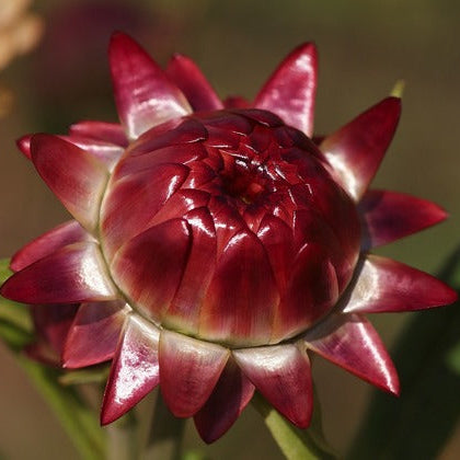 Flower Seeds, Seeds,Seeds For Planting,Plant Seeds