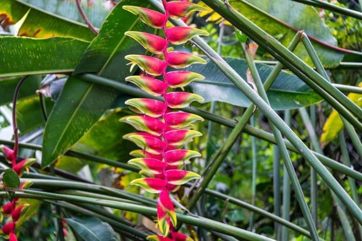 Heliconia Rostrata Flower Seeds for Planting – Heirloom, Non-GMO, Pollinator Friendly, Organic Garden Seeds