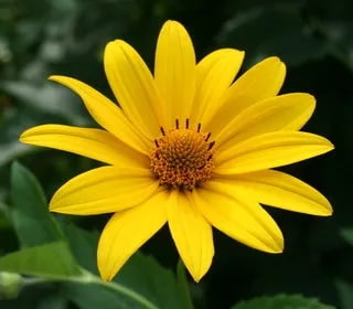 Yellow Aster Flower Seeds for Planting – Heirloom, Non-GMO, High Germination Organic Garden Seeds