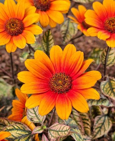 Flower Seeds, Seeds,Seeds For Planting,Plant Seeds