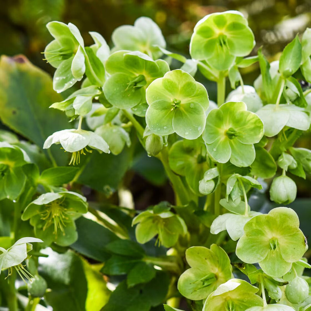 Green Perennial Flower Seeds for Planting – Heirloom Non-GMO High Germination Organic Garden Seeds