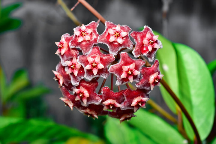 Red Hoya Flower Seeds for Planting – Hardy Variety, Heirloom & Non-GMO Organic Garden Seeds