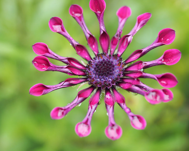 Pink Osteospermum Flower Seeds for Planting – Heirloom Non-GMO Organic Garden Seeds