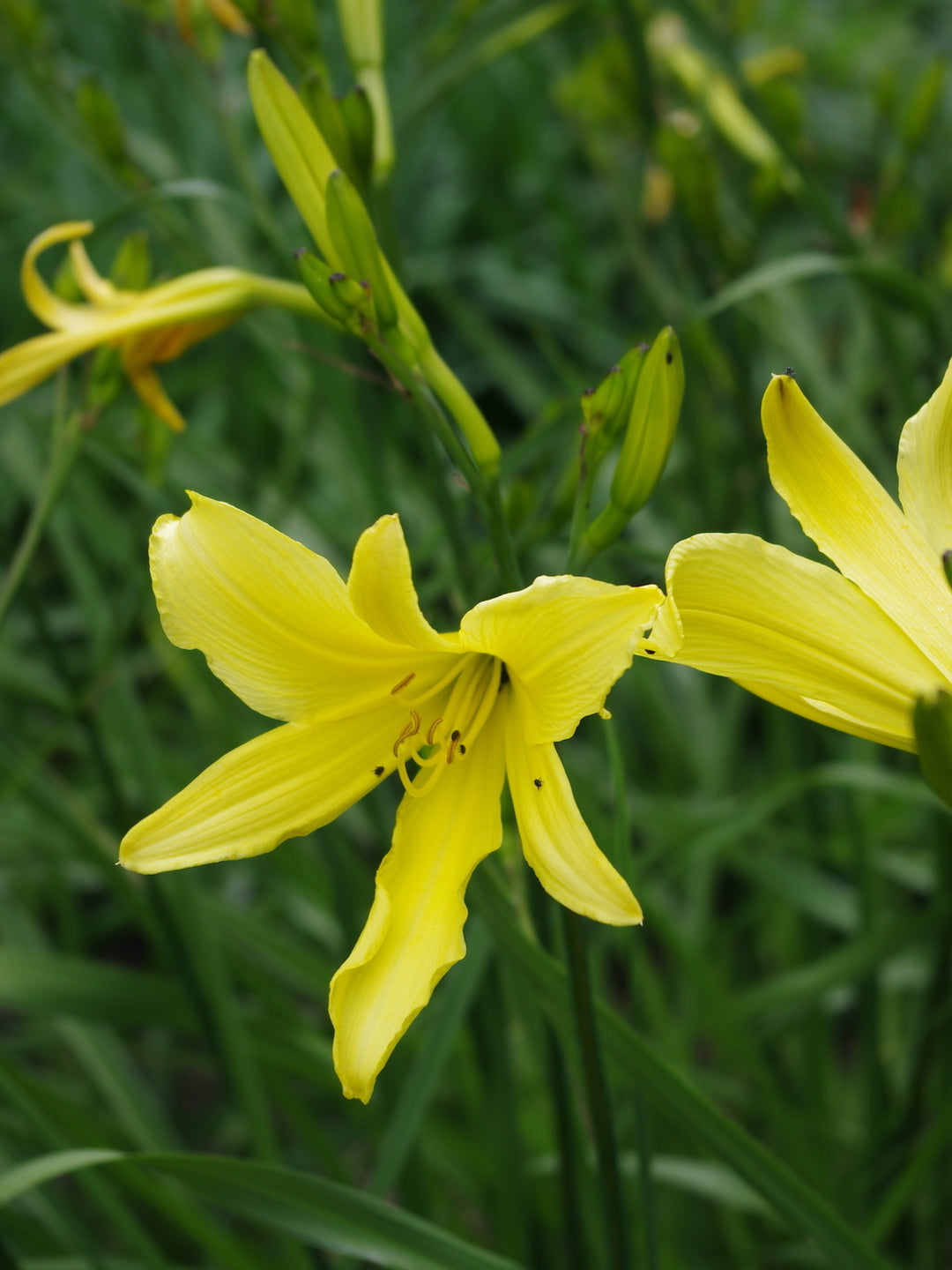 Yellow Hemerocallis Flower Seeds for Planting – Wildflower Mix, Heirloom, Non-GMO, High Germination