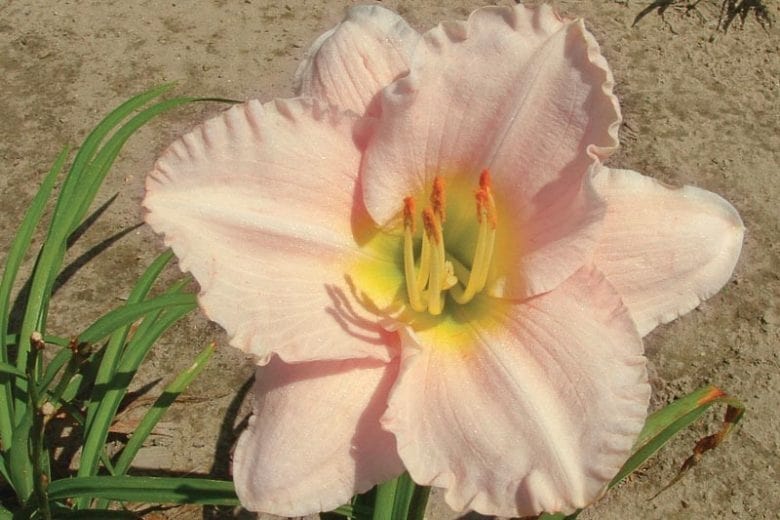 Pink Cream Hemerocallis Flower Seeds for Planting – Heirloom, Non-GMO, Wildflower Mix, High Germination