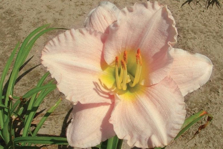 Pink Cream Hemerocallis Flower Seeds for Planting – Heirloom, Non-GMO, Wildflower Mix, High Germination