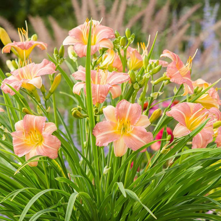 Pink Cream Hemerocallis Flower Seeds for Planting – Heirloom, Non-GMO, Wildflower Mix, High Germination
