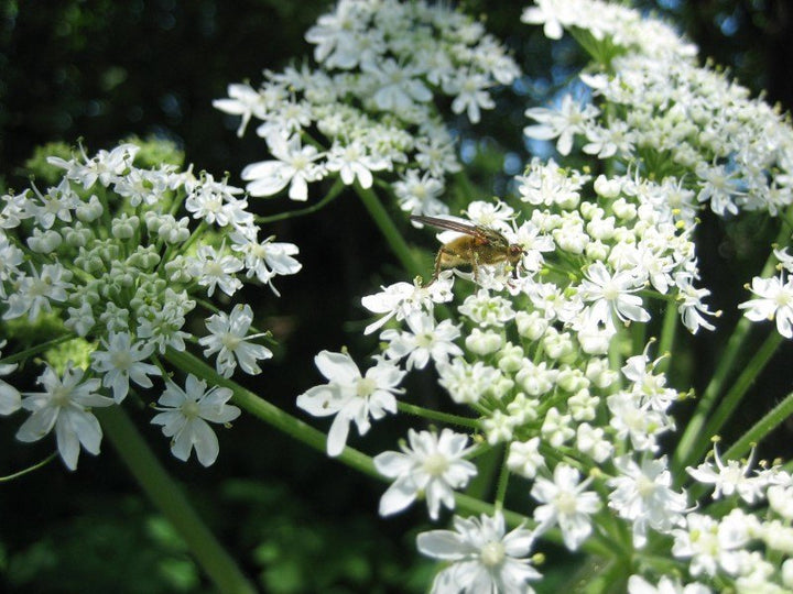 Heracleum Lanatum Flower seeds for Planting - Long Bloom Season, Heirloom &amp; GMO Free Seeds for Home Garden Non-GMO