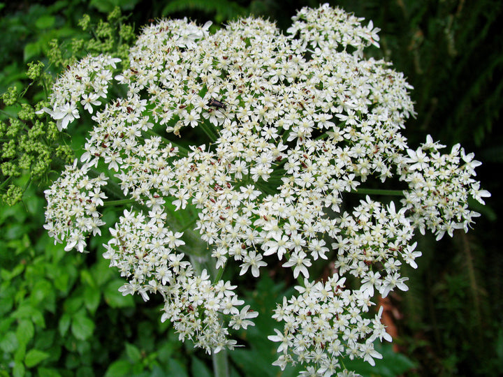 Heracleum Lanatum Flower seeds for Planting - Long Bloom Season, Heirloom &amp; GMO Free Seeds for Home Garden Non-GMO